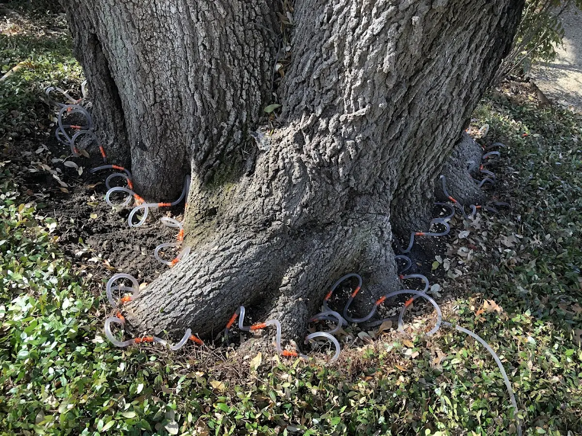 Detailed Tree Cabling and Bracing job site in Dewittville