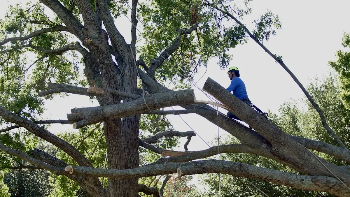 Professional Crown Thinning performed by certified arborists in Dewittville